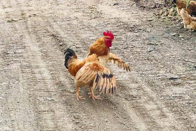 为什么公鸡每天都能准时打鸣?难道它会算时间?_生物_鸣叫_因为