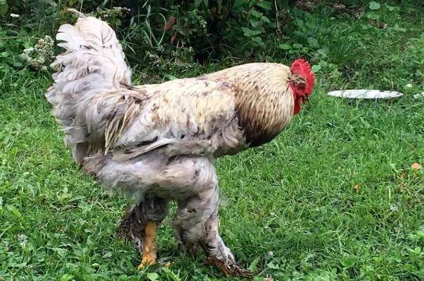 为什么公鸡每天都能准时打鸣?难道它会算时间?_生物_鸣叫_因为