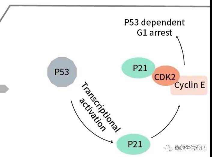 第三种是p53可诱导bax产生,bax是一种凋亡相关基因,和bcl2共同作用