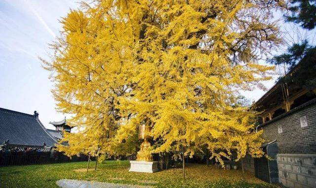 唐太宗李世民当年种下了一颗树，时隔1400年，如今惊艳了全世界