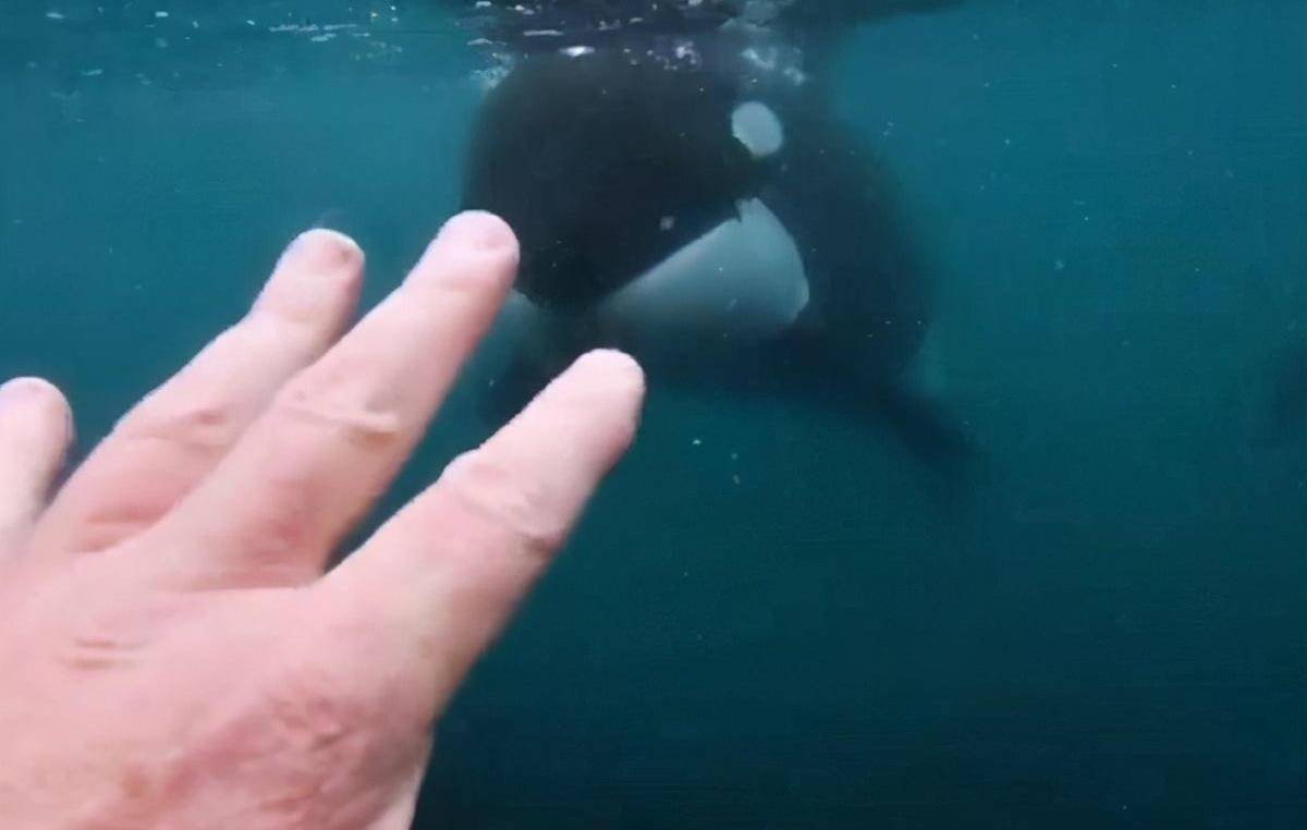 神奇邂逅！男子新西兰潜水偶遇虎鲸，与其近距离对视