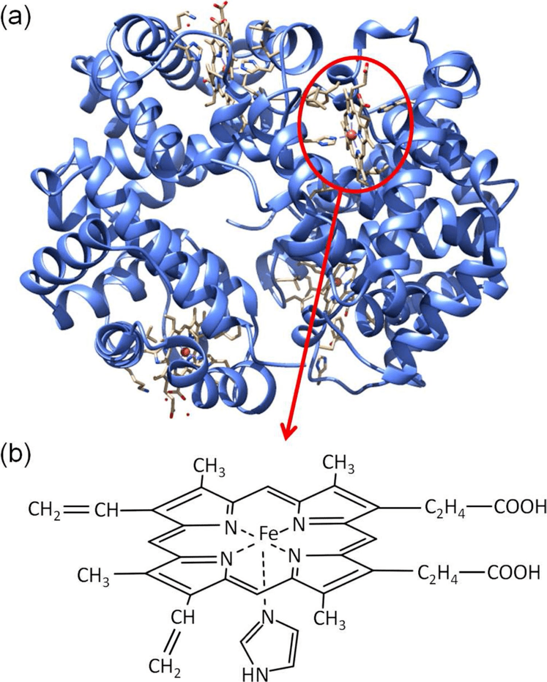 氢气通过原血红素催化实现体内的抗氧化活性_分子_作用_细胞