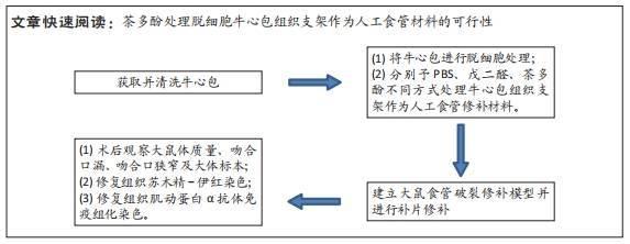 茶多酚处理脱细胞牛心包组织支架作为人工食管修补材料的可行性_染色
