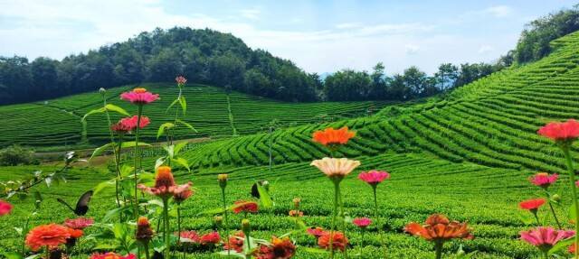 湖南省茶业集团：“三茶”融合绘新景