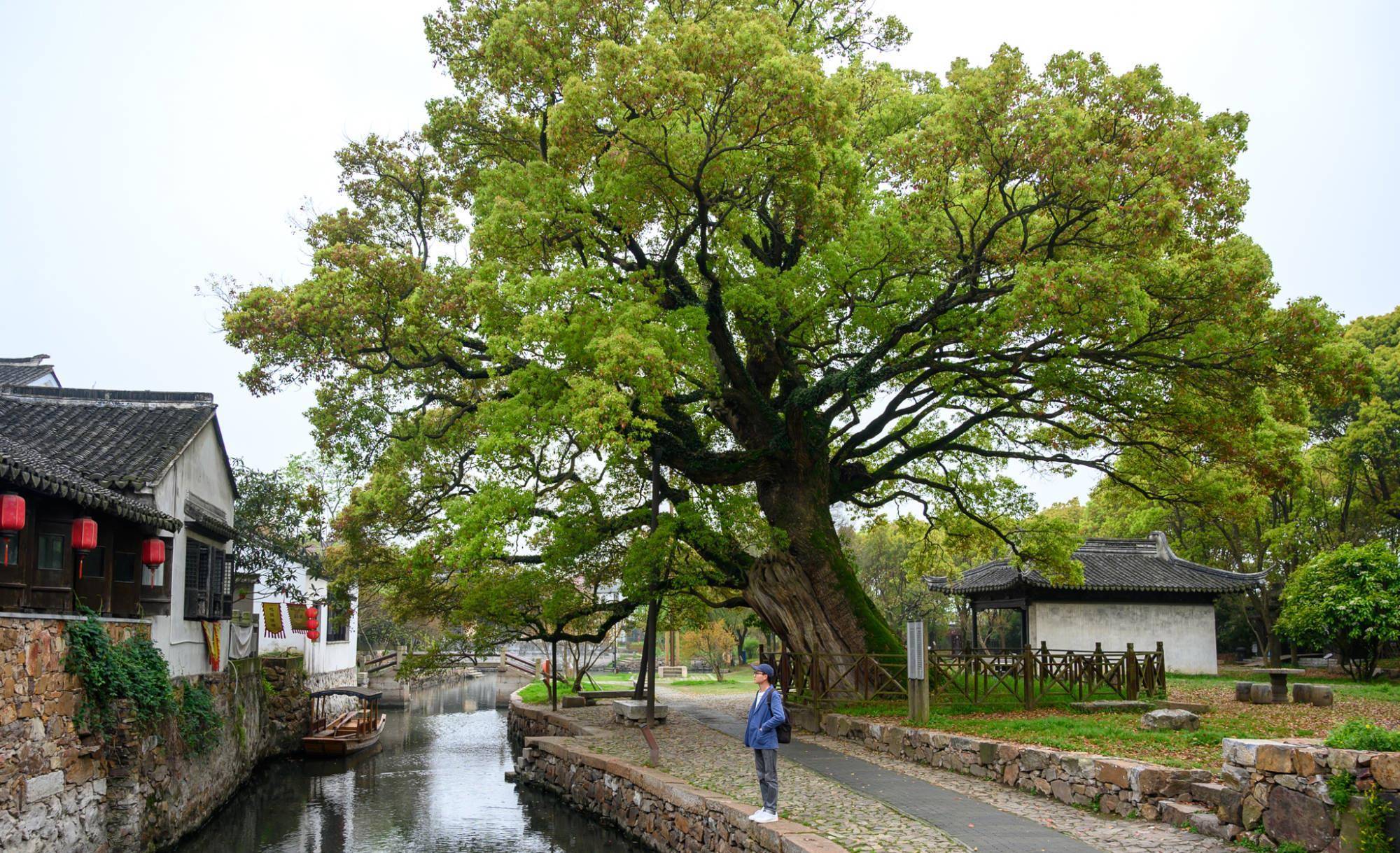 苏州少有人知的千年古村，藏在太湖西岛深处，景色美如世外桃源