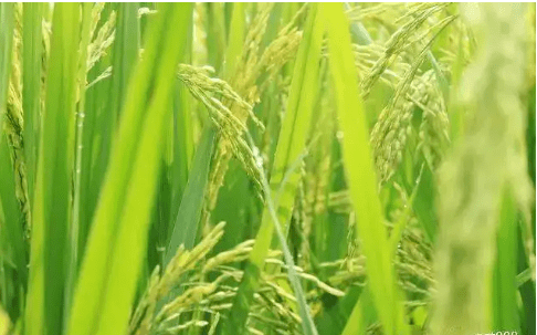 水稻空秕粒产生的原因？防治措施千万不要错过！​