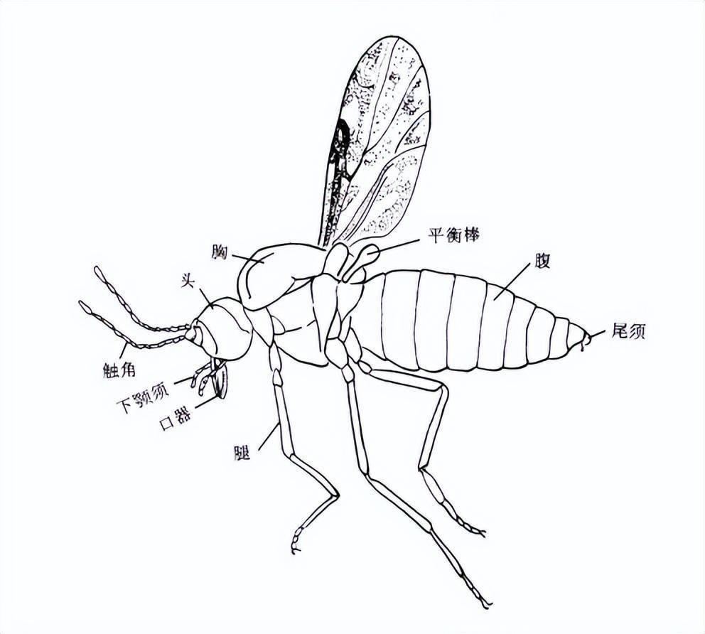 昆虫_害虫_虫子