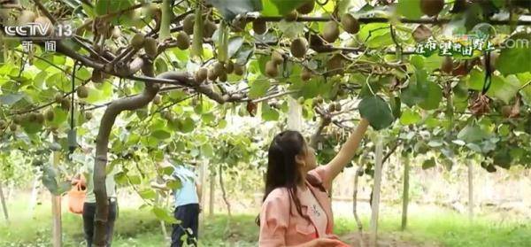 在希望的田野上 | 江西石城：猕猴桃种植鼓起村民钱袋子