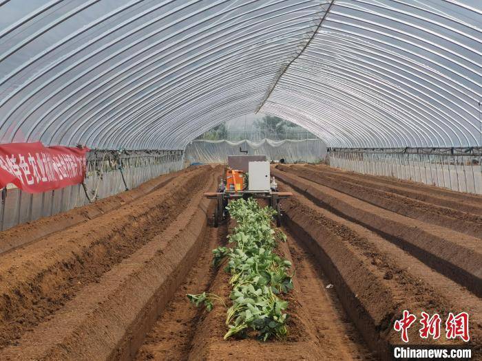 江苏高校“智囊团”研发草莓移栽机助力莓农种植