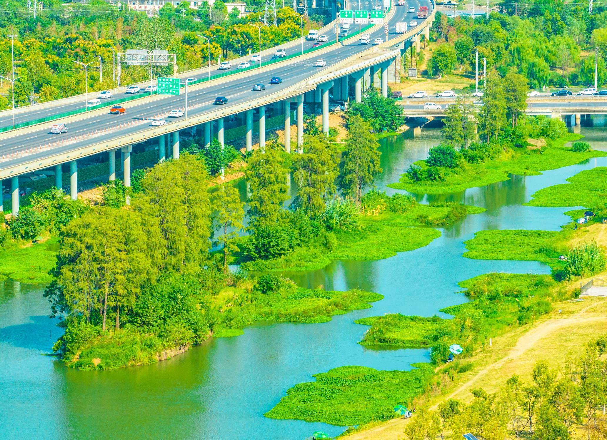 青菱河现 “水上森林”