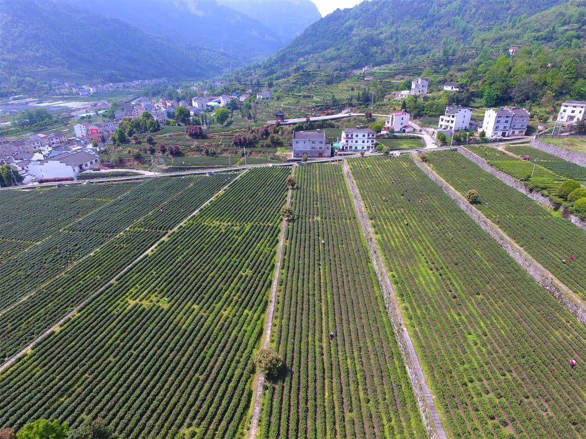 “点绿成金”，助秭归茶香出深山