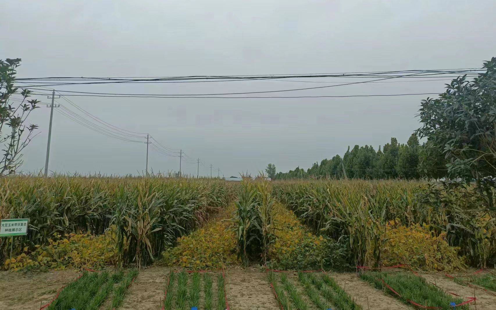 大豆丰收丨大豆玉米复合种植 多地实现“一季双收”