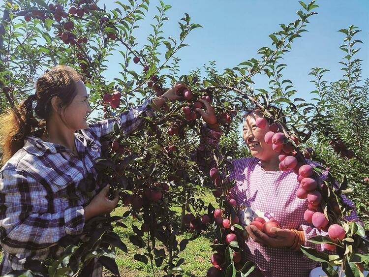 新合镇茂林村二组77岁的郝显策收割庭院韭菜.