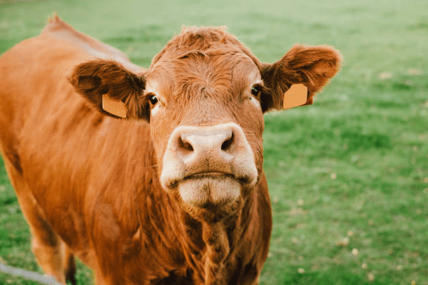 新研究：比特币对环境的损害程度相当于牛肉生产
