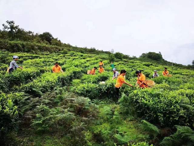 寻味小湾印象 品茗天孕裕豪