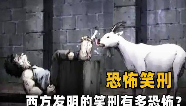 身体_小脑_山羊