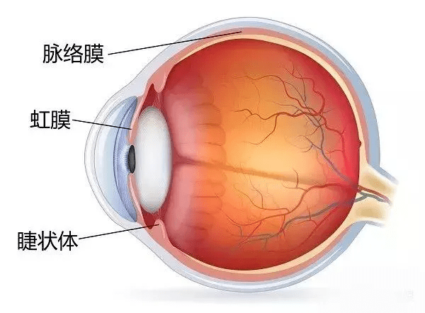 这种眼病不但导致视力下降,而且致盲率,恶化程度,死亡