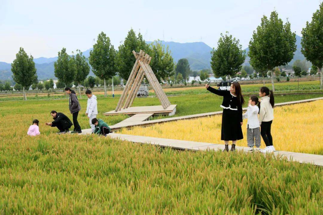 【走进乡村看振兴"独稻三屯"热起来_稻田_发展_文旅