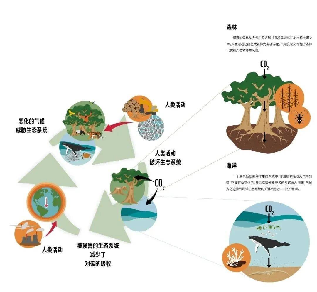 地球噩耗,第六次生物灭绝警告?