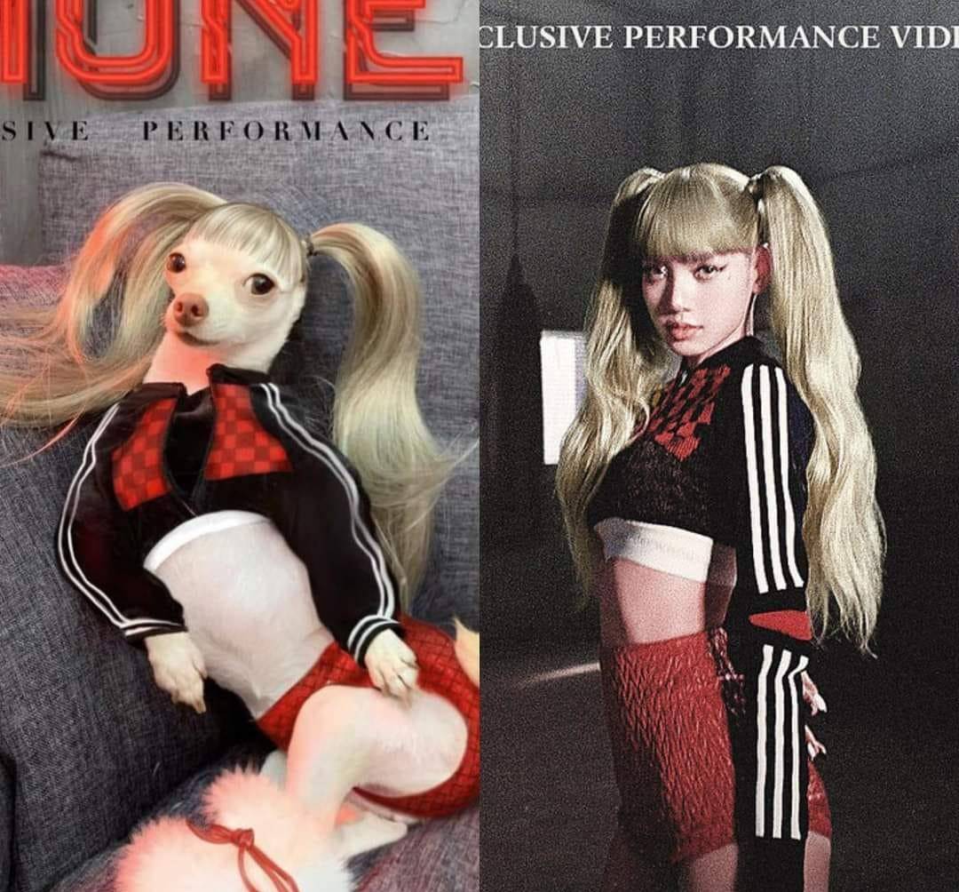 吉娃娃神cos多位巨星,网友笑翻:不是叫你超越_pink_grande_ariana