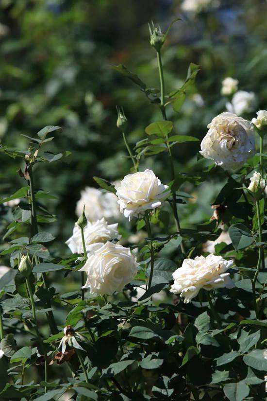 花圃月季扮靓金秋