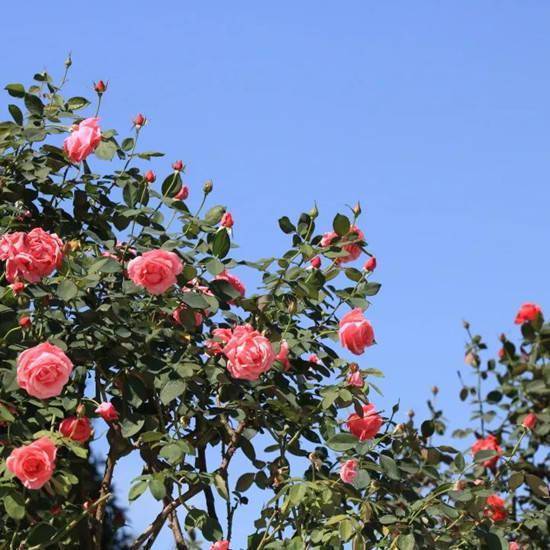 花圃月季扮靓金秋