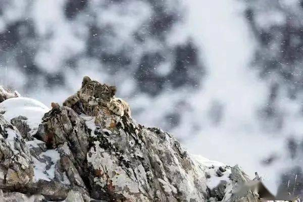 �챨| ������Я���й��̻������������ѩ������;ArchЯ��Lazy Eazy������...