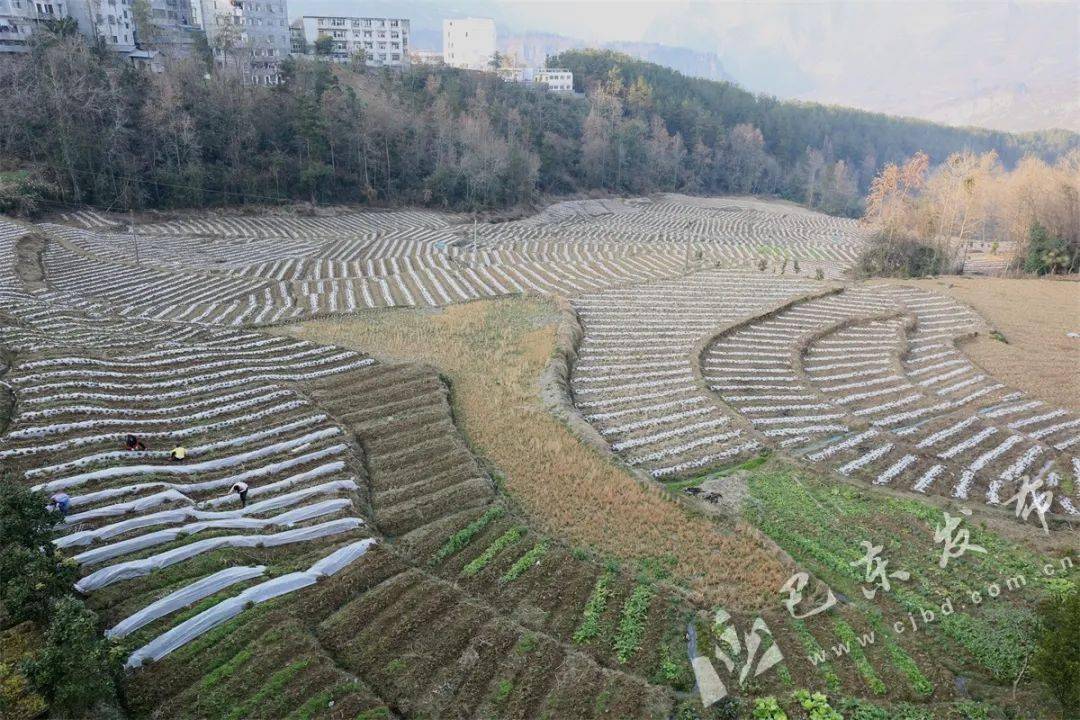 看巴东县金果坪乡如何盘活"三资"助力乡村振兴…_收入_村民_集体