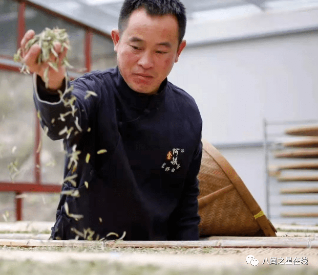 雷火竞技平台奋进新征程 畲森茗茶：顺利通过省级质量抽检打造高品质生态白茶(图3)