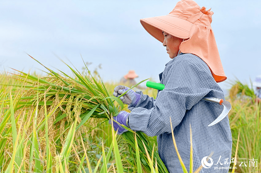 旱地真能种水稻！院士团队带你看旱稻丰收