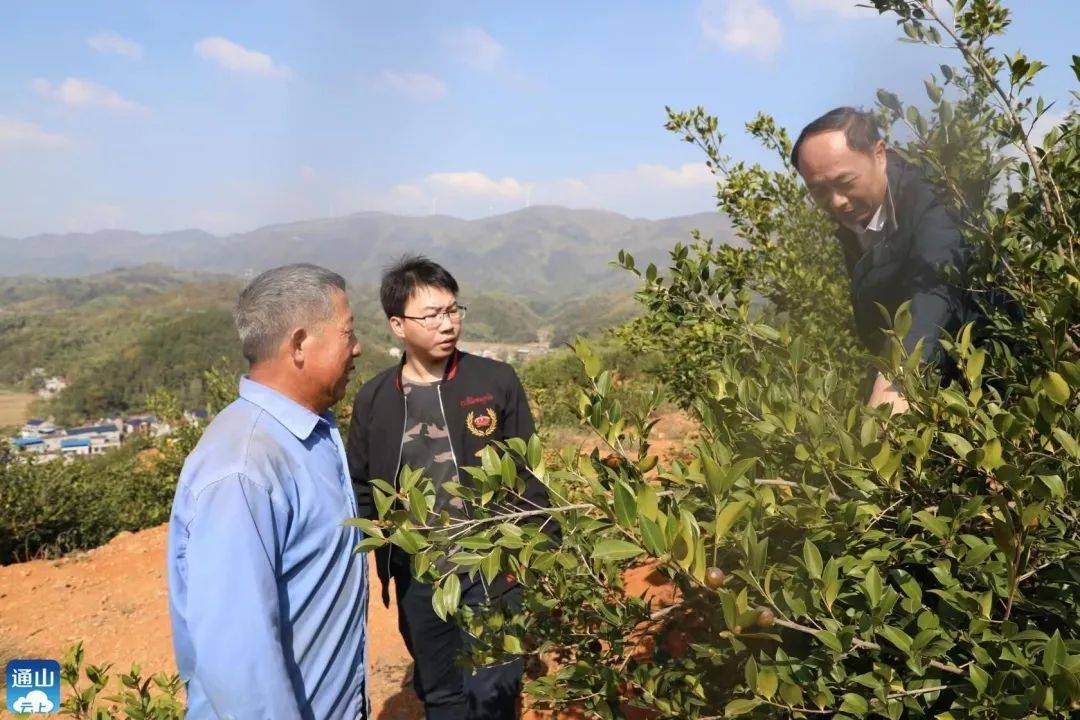 通山:正是油茶丰收时_邱声旺_种植_产业