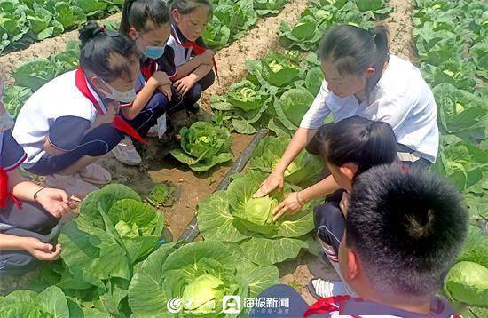 寿光市文家街道马店小学：田间地头“小菜园”，全面育人“大文章”  五年级作文 第4张