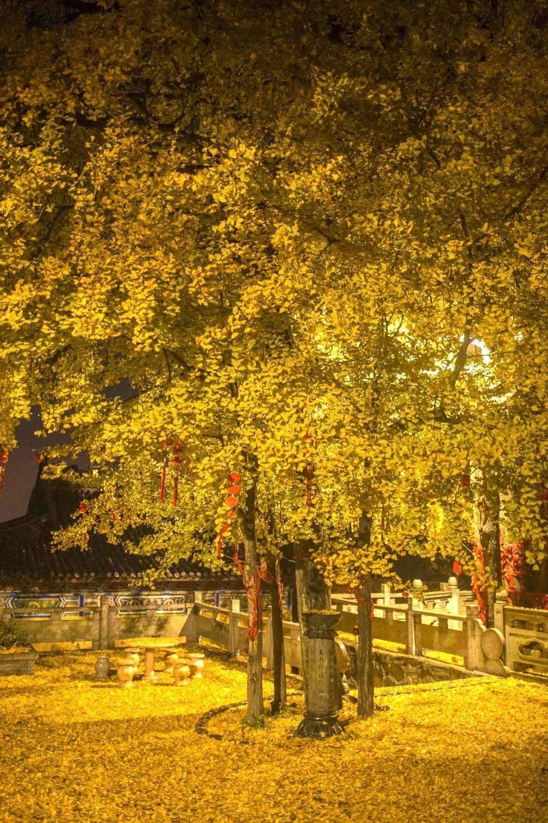 来相逢一场古银杏雨！仙顶寺打卡攻略来咯~