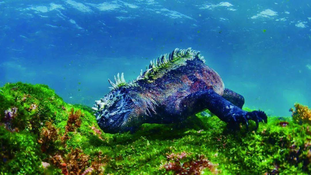 加拉帕戈斯群岛： 奇异的动物世界插图6