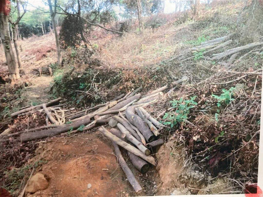 广西南宁，男子砍伐自家种的树被判刑2年6个月，罚款3万6！