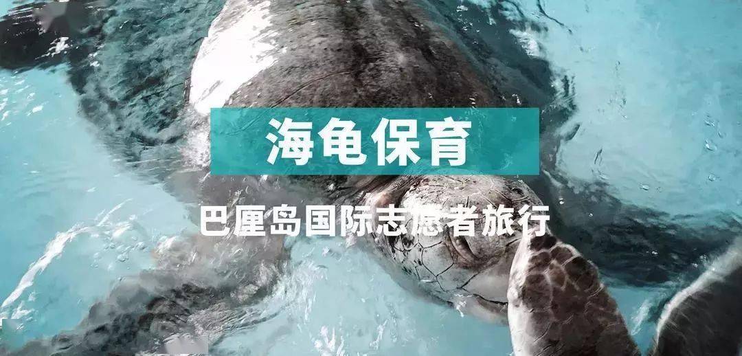 2023全新招募·巴厘岛海龟保育 | 在浪漫的巴厘岛碰见“重生”的本身