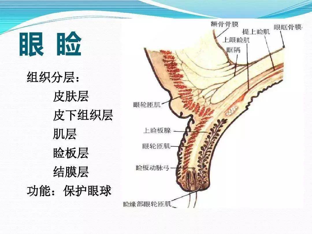 经典ppt：36张眼科基础解剖图集