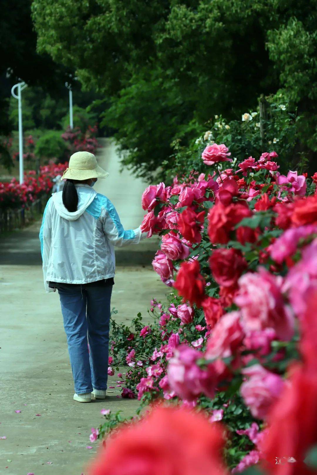 快保藏！江夏春季赏花地图来了