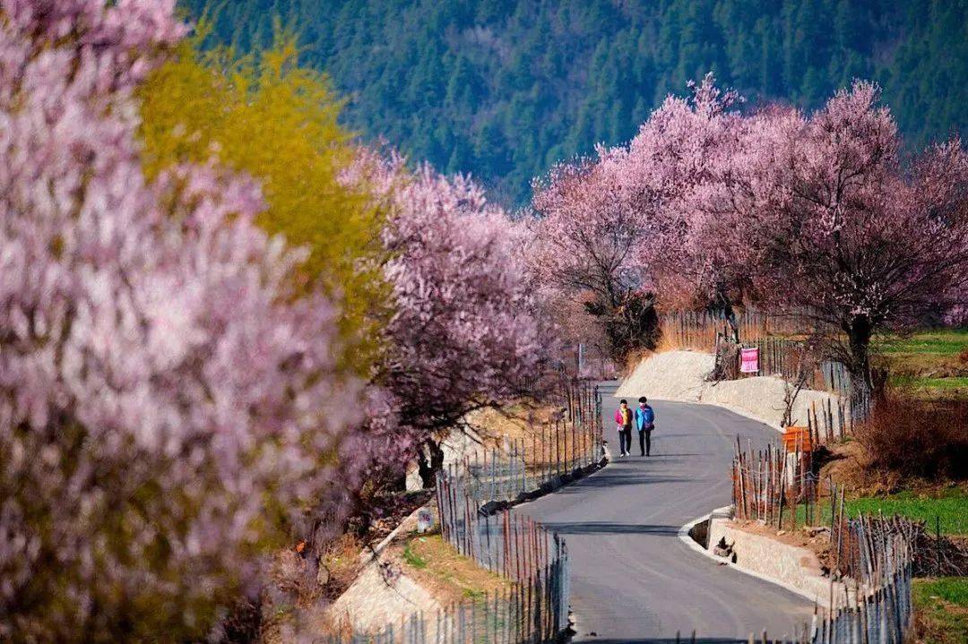 我解锁了17个西藏桃花网红打卡地，有人到那里摄影，成果...