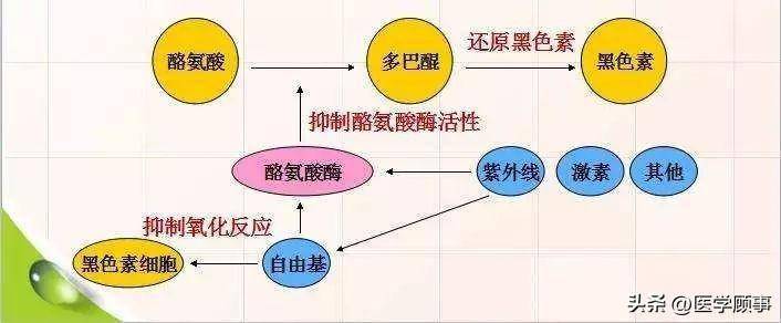 认识酪氨酸酶活性——白发的关键因素