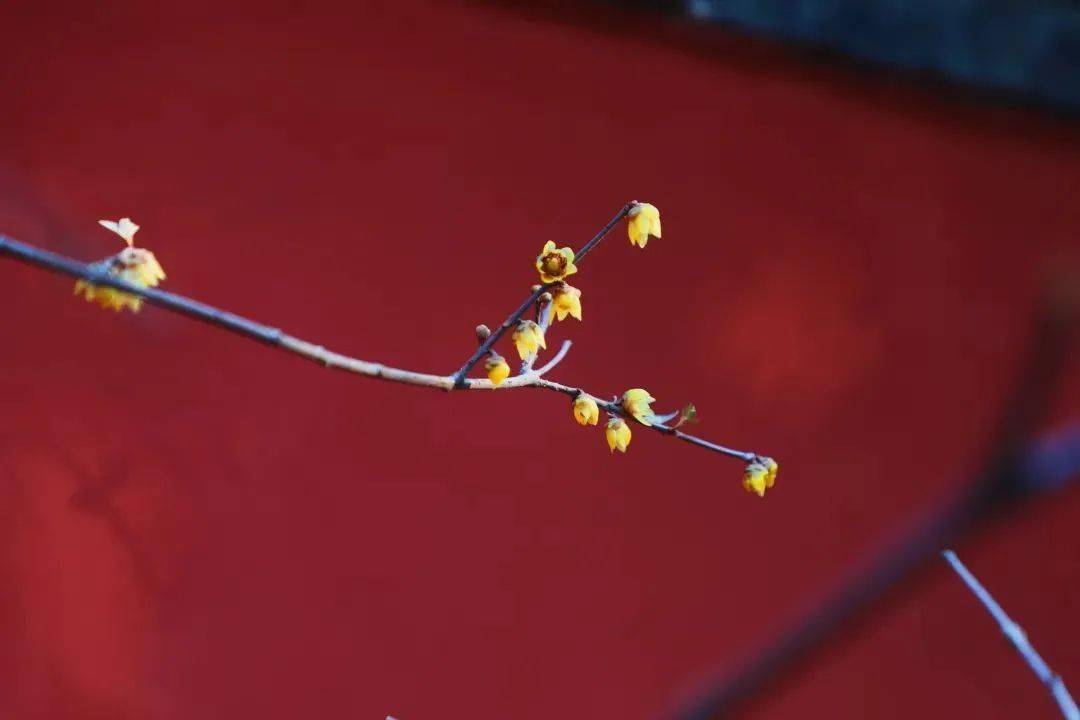 �������˱�����һĨ������ɫ