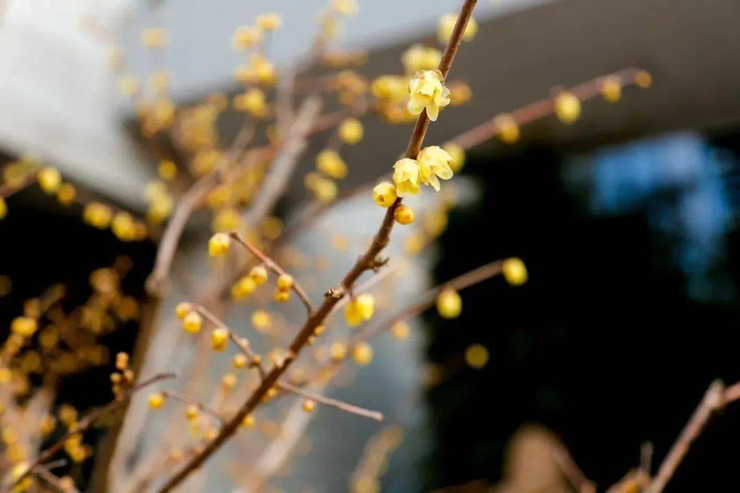 �������˱�����һĨ������ɫ