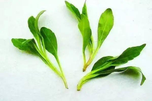 马头兰又名马兰、红梗菜，有红梗和青梗两种，均可食用。马兰头性味辛凉