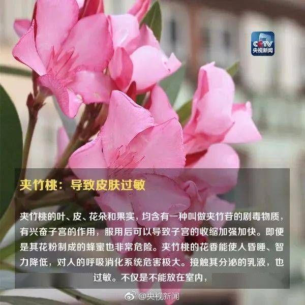 形似蒜苗，已有人中毒，你家花盆里可能也有→