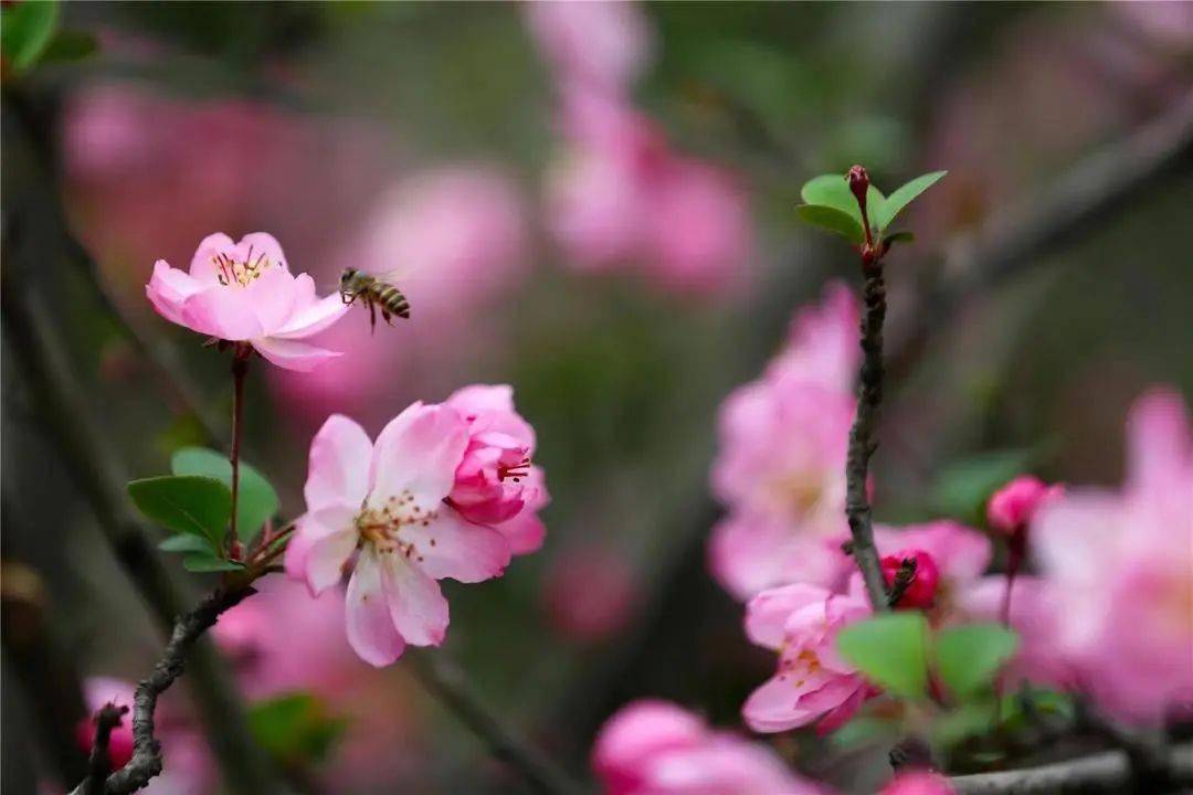 春暖花开，去那几个公园漫步赏花，享受“慢”生活