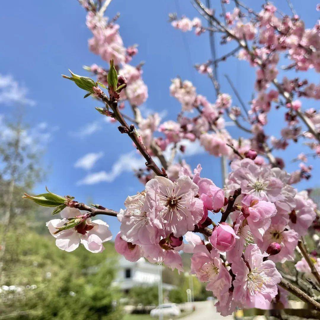 雪落花开季,踏雪赏花时——此情此景就在春天的紫柏山!