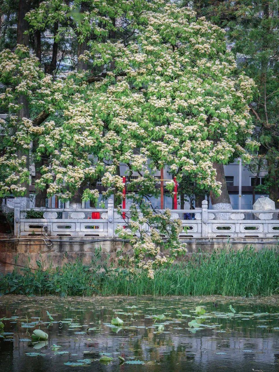 享玩儿 | 一年四时泡在花海里的城市，喜好鲜花必然不要错过