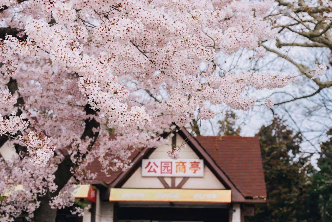 4月不来那座樱花开满的城市看看，我会遗憾整个春天