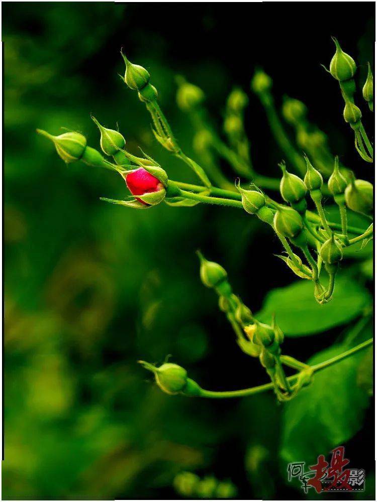 遛弯拾景：万绿丛中一点红