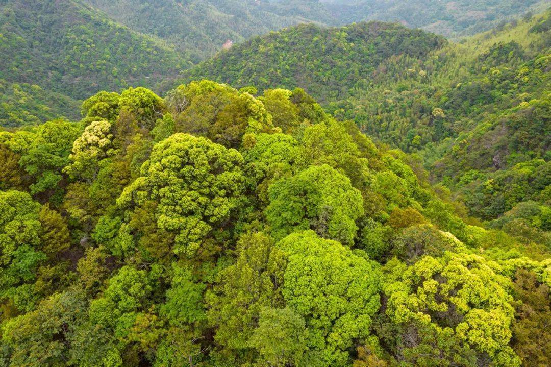 层林叠翠荟萃了许多珍贵的生物资源与物种有“神奇的宝山”之称 “养在深
